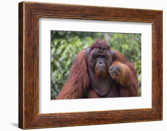 Reintroduced Flanged Male Orangutan (Pongo Pygmaeus), Indonesia-Michael Nolan-Framed Photographic Print