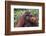 Reintroduced Flanged Male Orangutan (Pongo Pygmaeus), Indonesia-Michael Nolan-Framed Photographic Print