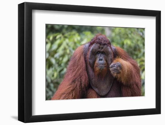 Reintroduced Flanged Male Orangutan (Pongo Pygmaeus), Indonesia-Michael Nolan-Framed Photographic Print