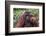 Reintroduced Flanged Male Orangutan (Pongo Pygmaeus), Indonesia-Michael Nolan-Framed Photographic Print