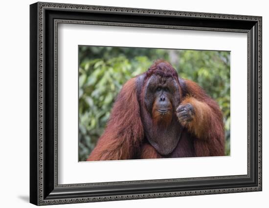 Reintroduced Flanged Male Orangutan (Pongo Pygmaeus), Indonesia-Michael Nolan-Framed Photographic Print