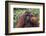 Reintroduced Flanged Male Orangutan (Pongo Pygmaeus), Indonesia-Michael Nolan-Framed Photographic Print