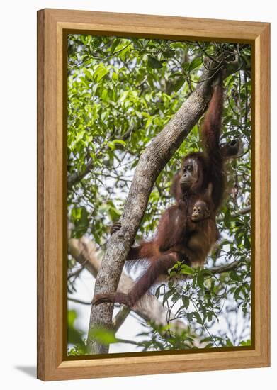 Reintroduced Mother and Infant Orangutan in Tree in Tanjung Puting National Park, Indonesia-Michael Nolan-Framed Premier Image Canvas