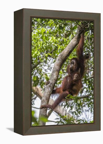 Reintroduced Mother and Infant Orangutan in Tree in Tanjung Puting National Park, Indonesia-Michael Nolan-Framed Premier Image Canvas