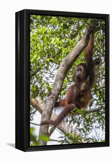 Reintroduced Mother and Infant Orangutan in Tree in Tanjung Puting National Park, Indonesia-Michael Nolan-Framed Premier Image Canvas