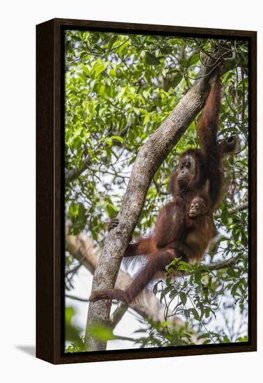 Reintroduced Mother and Infant Orangutan in Tree in Tanjung Puting National Park, Indonesia-Michael Nolan-Framed Premier Image Canvas