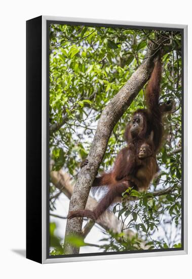 Reintroduced Mother and Infant Orangutan in Tree in Tanjung Puting National Park, Indonesia-Michael Nolan-Framed Premier Image Canvas