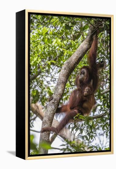 Reintroduced Mother and Infant Orangutan in Tree in Tanjung Puting National Park, Indonesia-Michael Nolan-Framed Premier Image Canvas