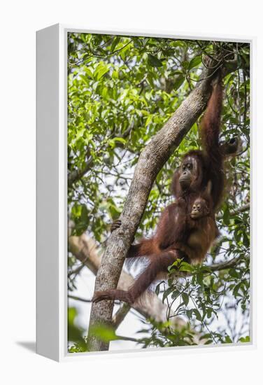 Reintroduced Mother and Infant Orangutan in Tree in Tanjung Puting National Park, Indonesia-Michael Nolan-Framed Premier Image Canvas