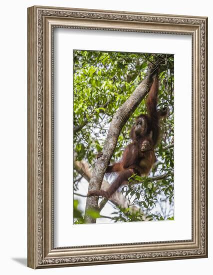 Reintroduced Mother and Infant Orangutan in Tree in Tanjung Puting National Park, Indonesia-Michael Nolan-Framed Photographic Print