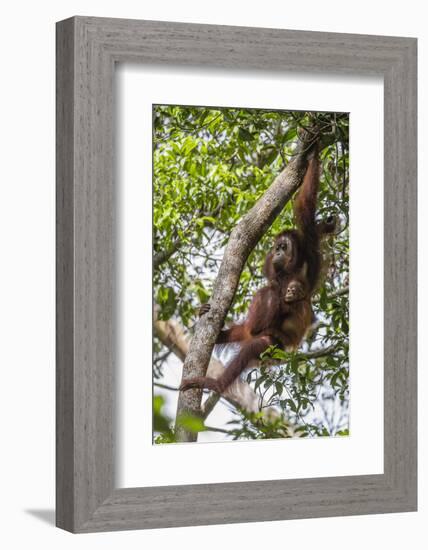 Reintroduced Mother and Infant Orangutan in Tree in Tanjung Puting National Park, Indonesia-Michael Nolan-Framed Photographic Print