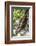 Reintroduced Mother and Infant Orangutan in Tree in Tanjung Puting National Park, Indonesia-Michael Nolan-Framed Photographic Print