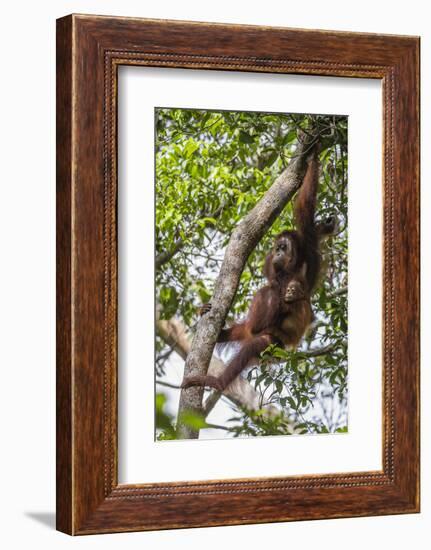 Reintroduced Mother and Infant Orangutan in Tree in Tanjung Puting National Park, Indonesia-Michael Nolan-Framed Photographic Print