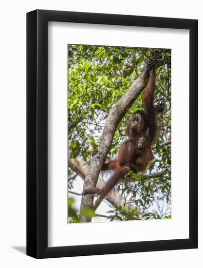 Reintroduced Mother and Infant Orangutan in Tree in Tanjung Puting National Park, Indonesia-Michael Nolan-Framed Photographic Print