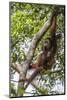 Reintroduced Mother and Infant Orangutan in Tree in Tanjung Puting National Park, Indonesia-Michael Nolan-Mounted Photographic Print