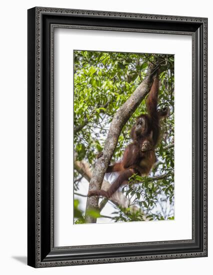 Reintroduced Mother and Infant Orangutan in Tree in Tanjung Puting National Park, Indonesia-Michael Nolan-Framed Photographic Print