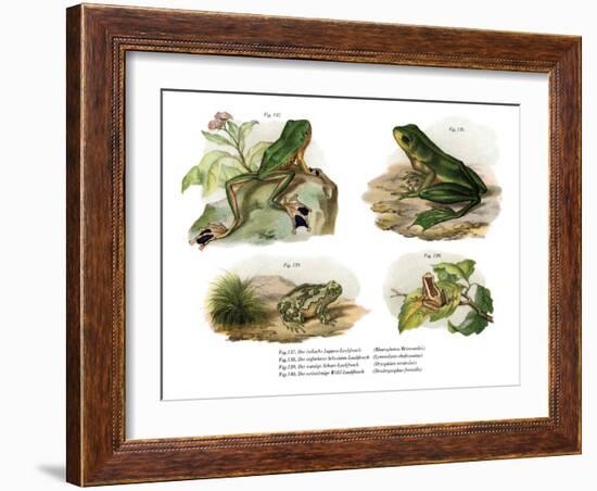 Reinwardt's Flying Frog-null-Framed Giclee Print