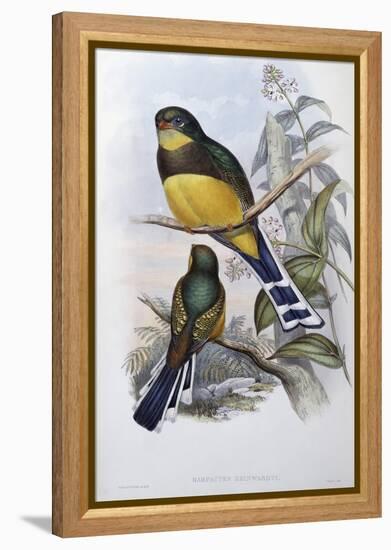 Reinwardt's Trogon-John Gould-Framed Premier Image Canvas