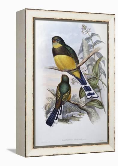 Reinwardt's Trogon-John Gould-Framed Premier Image Canvas