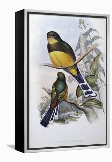 Reinwardt's Trogon-John Gould-Framed Premier Image Canvas