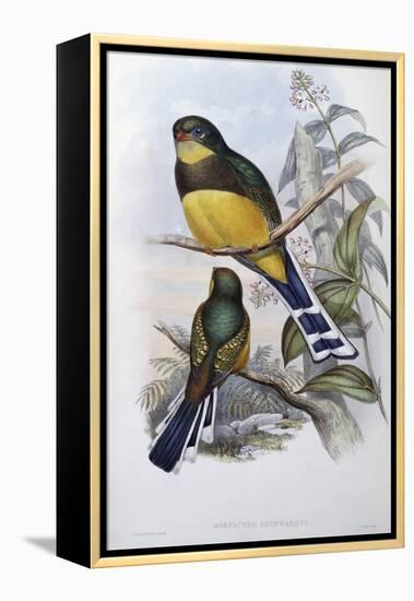 Reinwardt's Trogon-John Gould-Framed Premier Image Canvas