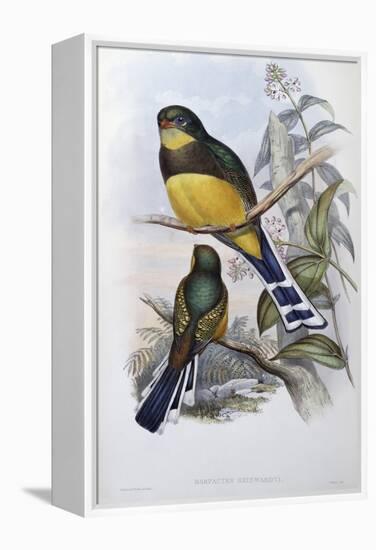 Reinwardt's Trogon-John Gould-Framed Premier Image Canvas