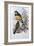 Reinwardt's Trogon-John Gould-Framed Giclee Print