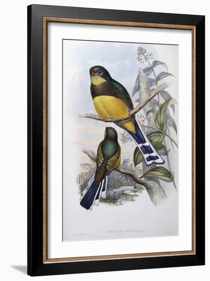 Reinwardt's Trogon-John Gould-Framed Giclee Print