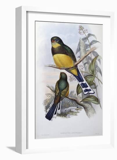 Reinwardt's Trogon-John Gould-Framed Giclee Print