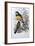 Reinwardt's Trogon-John Gould-Framed Giclee Print