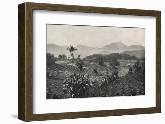 'Reisfelder in Terrasen angelegt', 1926-Unknown-Framed Photographic Print