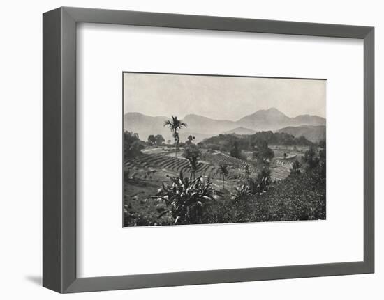 'Reisfelder in Terrasen angelegt', 1926-Unknown-Framed Photographic Print