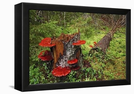 Reishi Fungus-Bjorn Svensson-Framed Premier Image Canvas