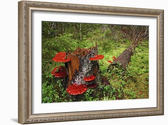 Reishi Fungus-Bjorn Svensson-Framed Photographic Print