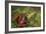 Reishi Fungus-Bjorn Svensson-Framed Photographic Print