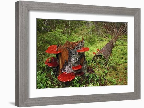 Reishi Fungus-Bjorn Svensson-Framed Photographic Print