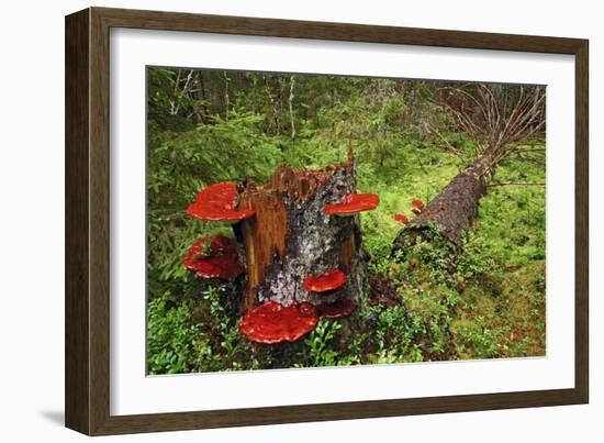 Reishi Fungus-Bjorn Svensson-Framed Photographic Print