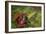 Reishi Fungus-Bjorn Svensson-Framed Photographic Print