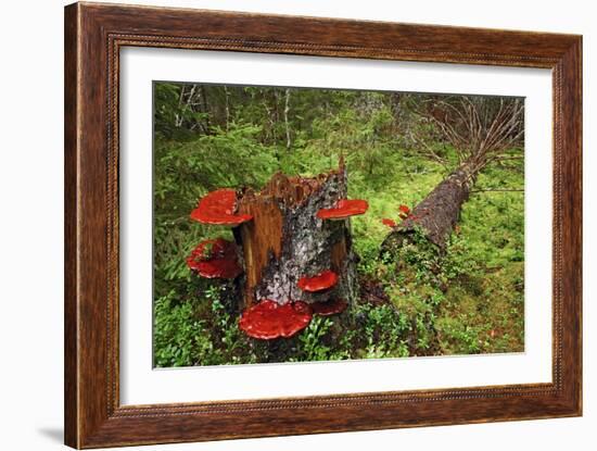 Reishi Fungus-Bjorn Svensson-Framed Photographic Print