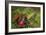 Reishi Fungus-Bjorn Svensson-Framed Photographic Print