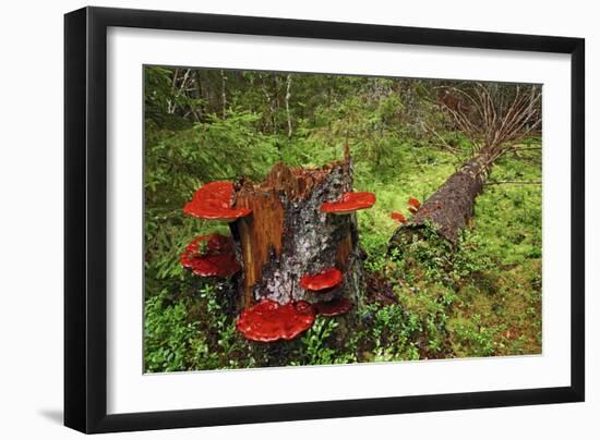 Reishi Fungus-Bjorn Svensson-Framed Photographic Print