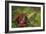 Reishi Fungus-Bjorn Svensson-Framed Photographic Print