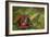 Reishi Fungus-Bjorn Svensson-Framed Photographic Print