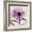 Rejoice, Violet Chrysanthemum-Albert Koetsier-Framed Art Print