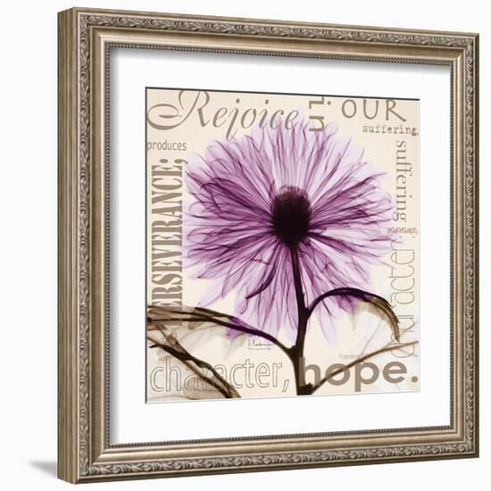 Rejoice, Violet Chrysanthemum-Albert Koetsier-Framed Art Print