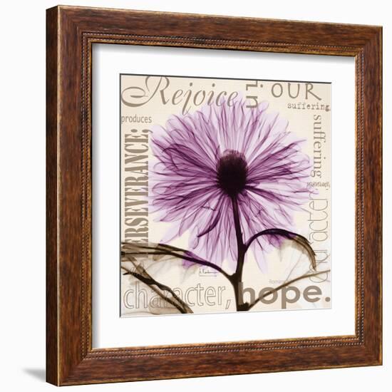 Rejoice, Violet Chrysanthemum-Albert Koetsier-Framed Art Print