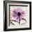 Rejoice, Violet Chrysanthemum-Albert Koetsier-Framed Art Print