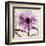 Rejoice, Violet Chrysanthemum-Albert Koetsier-Framed Art Print