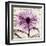 Rejoice, Violet Chrysanthemum-Albert Koetsier-Framed Art Print