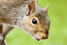 Squirrel Close Up-rekemp-Premium Photographic Print